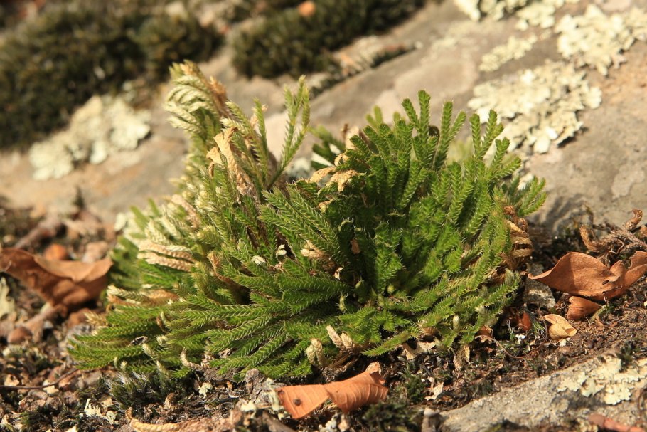 Selaginella wallacei