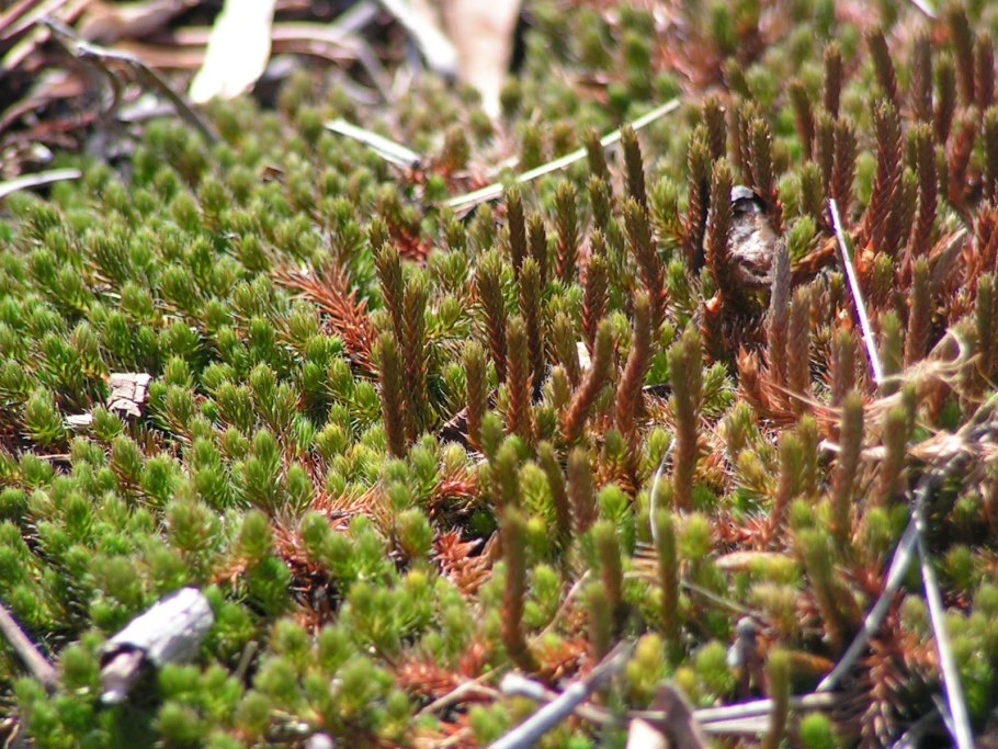 Selaginella rupestris