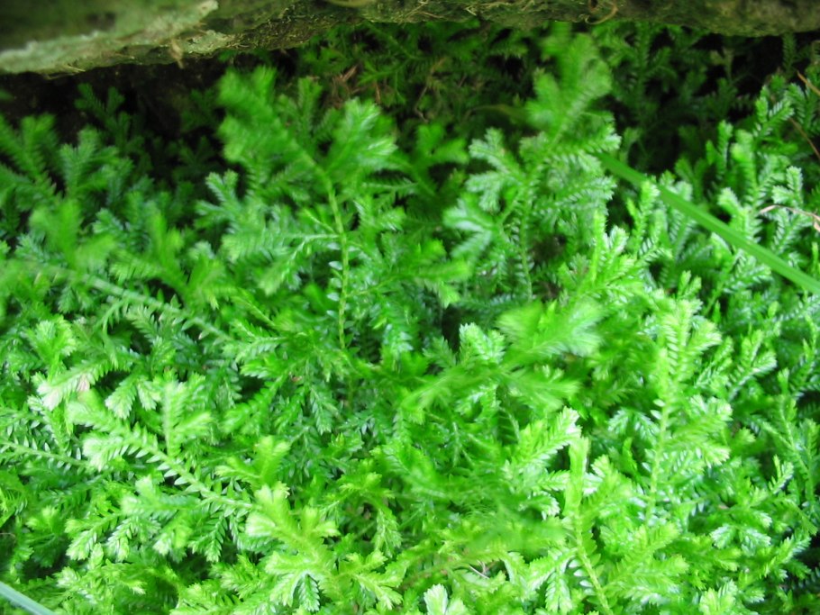 Selaginella wallacei