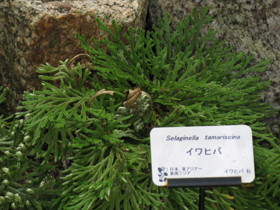 Хвойное растение Selaginella