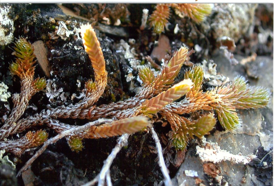 Селагинелла Сибирская ( Selaginella sibirica )