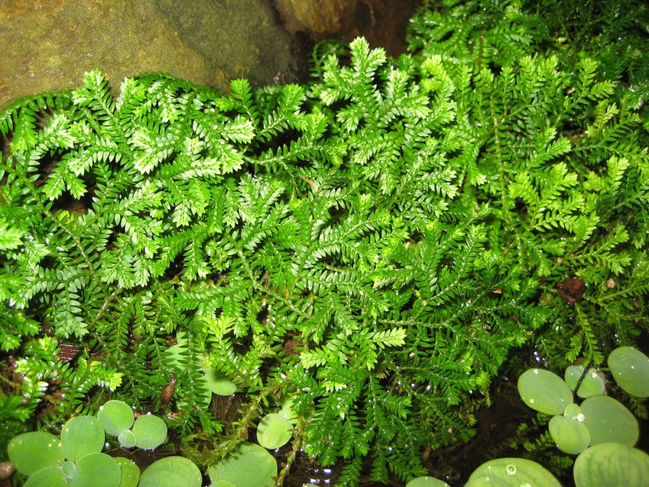 Selaginella erythropus