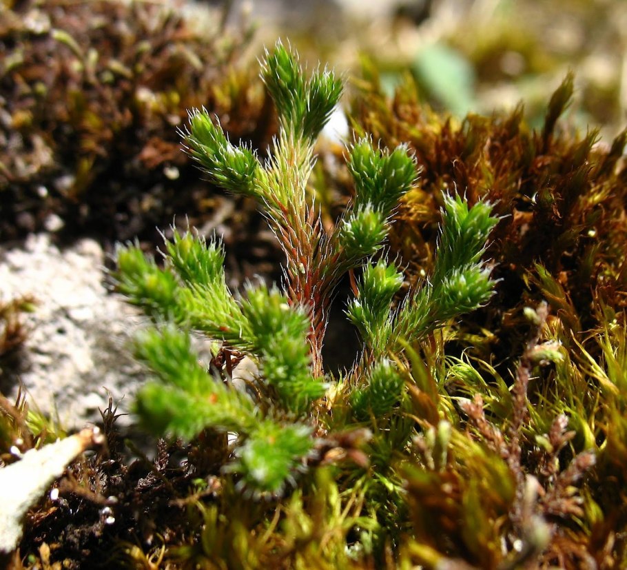 Хвойное селагинелла
