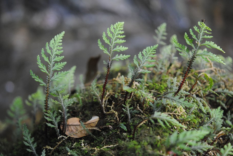Selaginella rupestris