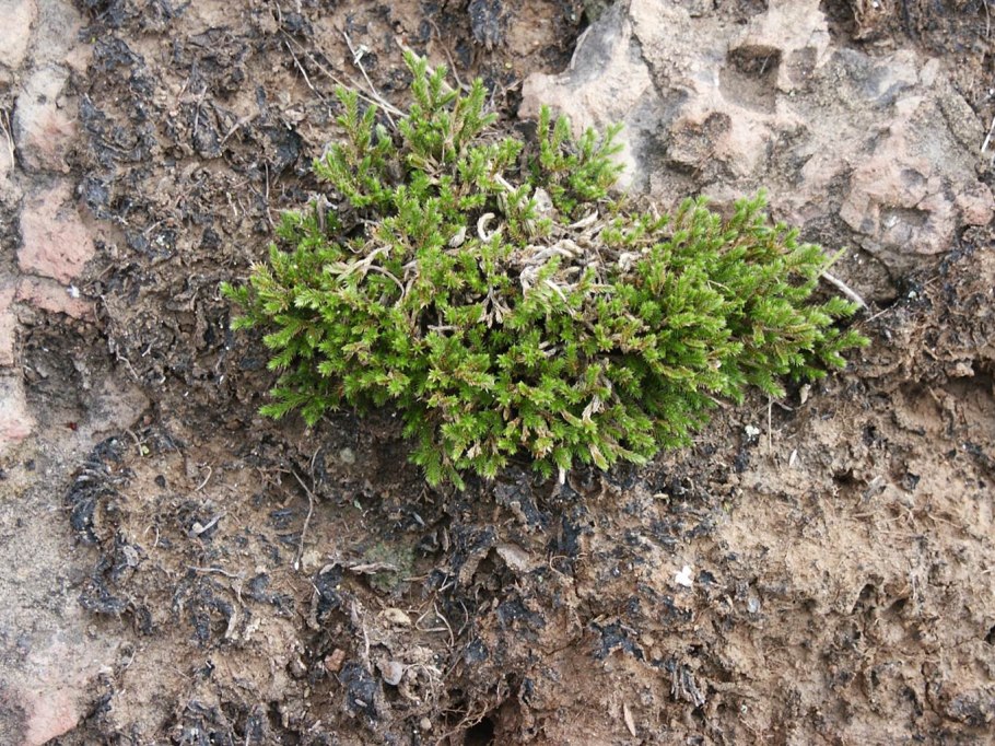 Selaginella Siamensis Hieron