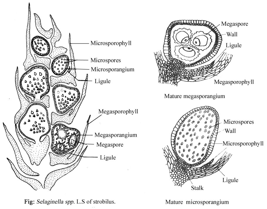 Селагинелла спорофит