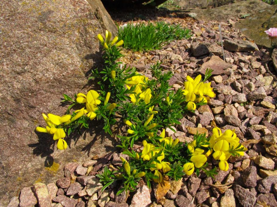 Phyllota humifusa Dwarf