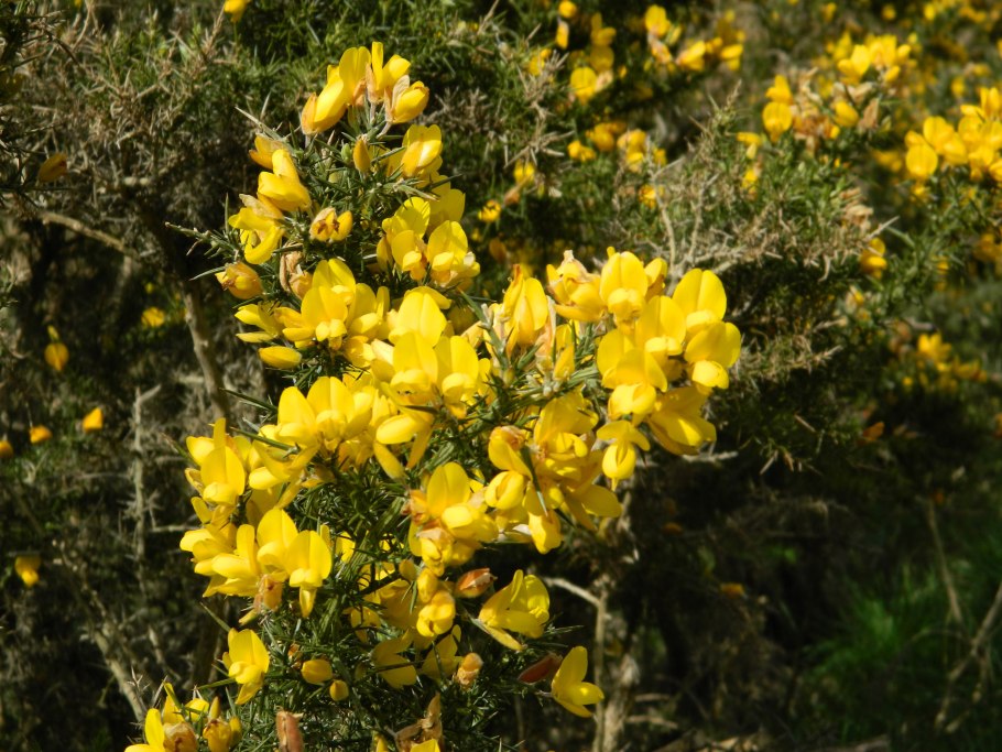 Genista Scoparia