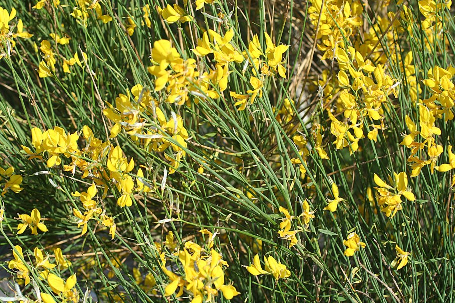 Дрок красильный