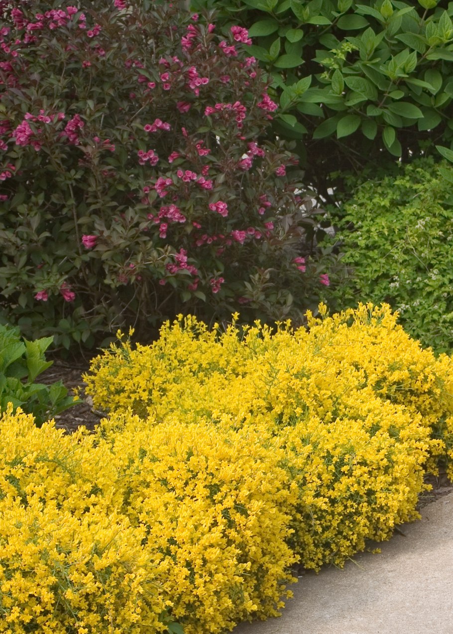 Желтый Дрок