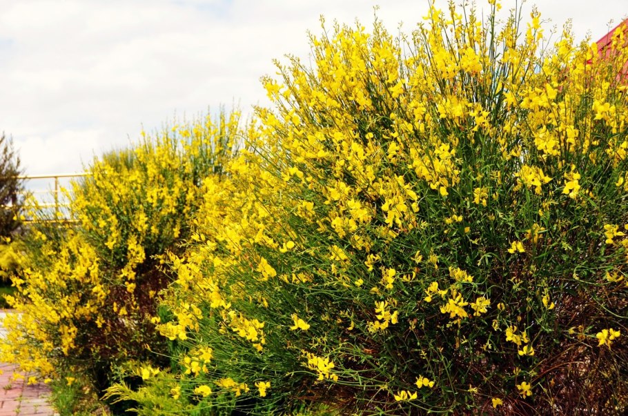 Дрок бобовые