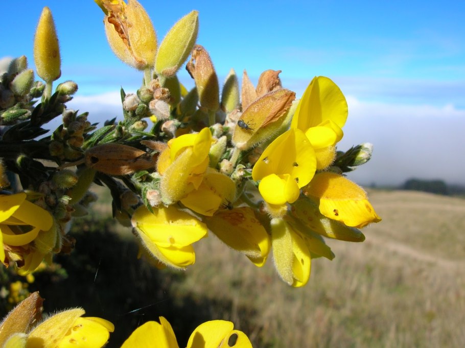 Дрок красильный (Genista tinctoria)