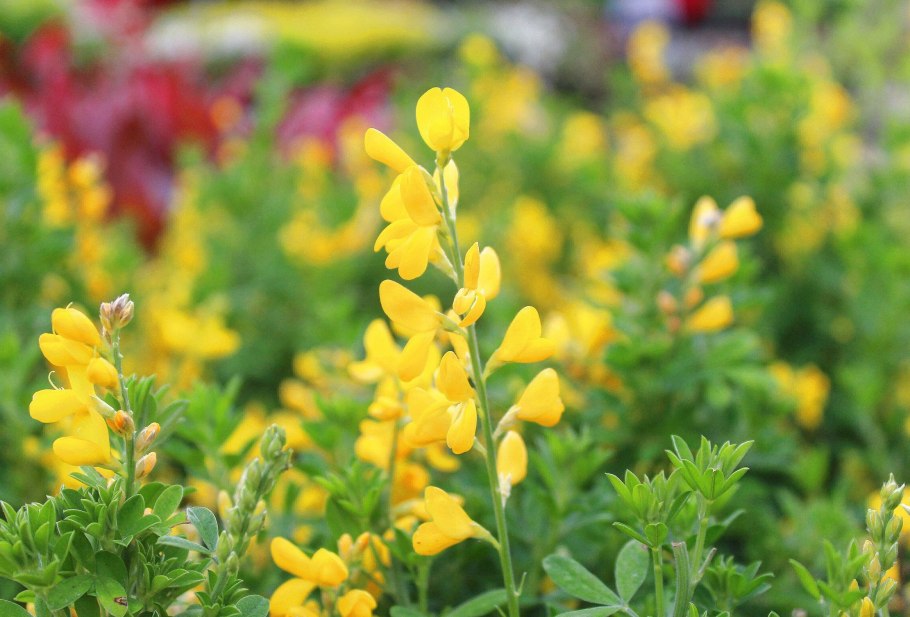 Дрок красильный: выращивание, уход, полезные и лечебные свойства