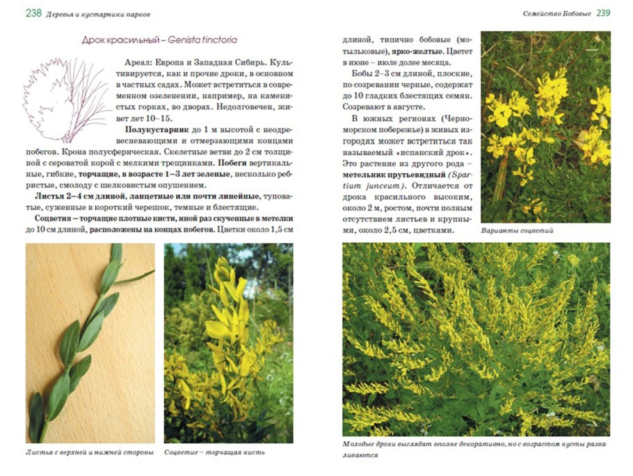 Дрок красильный ботаника