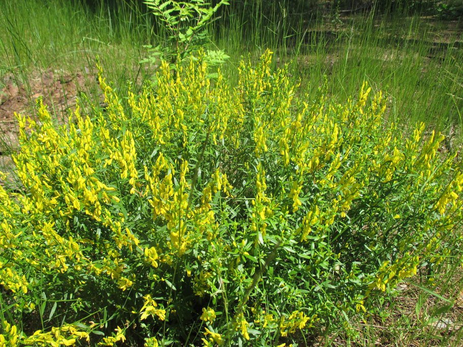 Дрок красильный (Genista tinctoria)