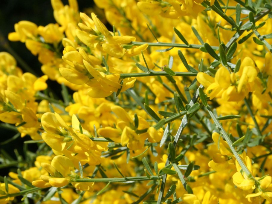 Дрок красильный