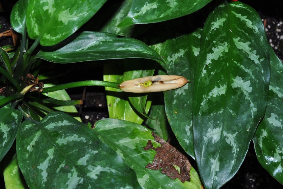 Аглаонема криспум