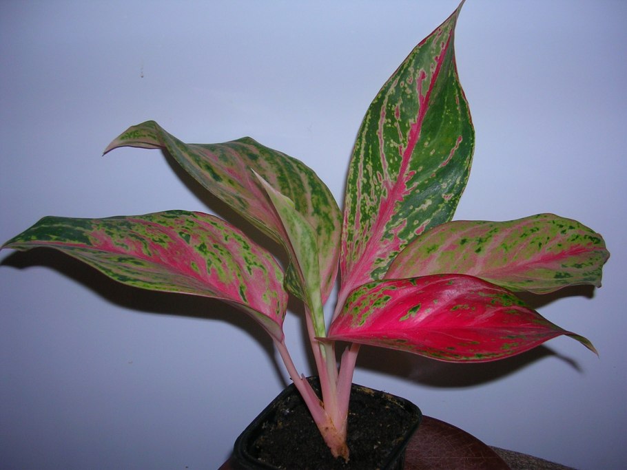 Аглаонема crispum