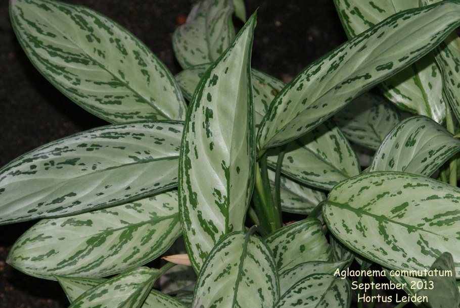 Аглаонема красная черри Беби