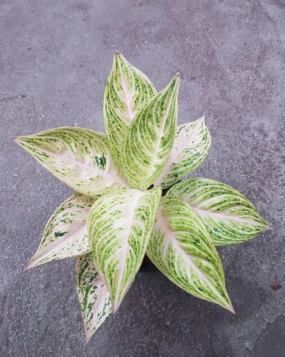 Аглаонема Амелия