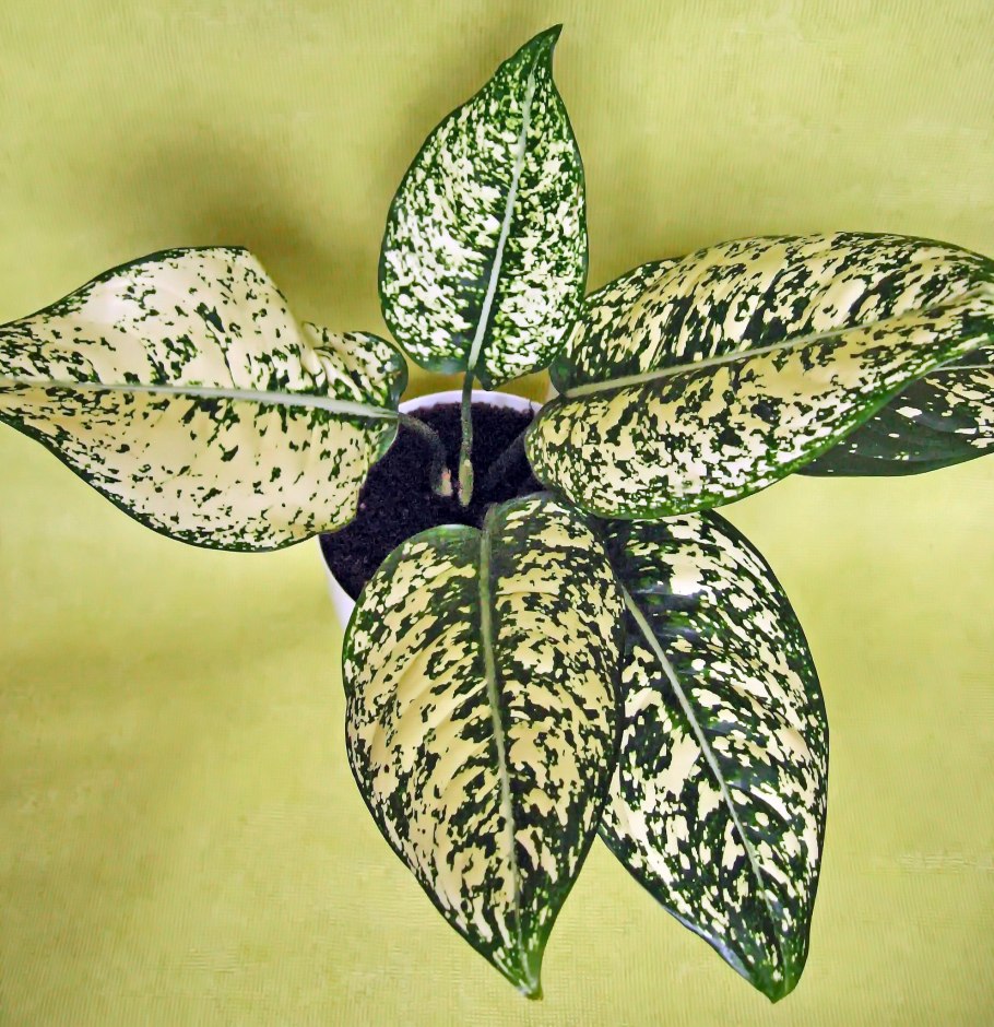 Аглаонема мородок