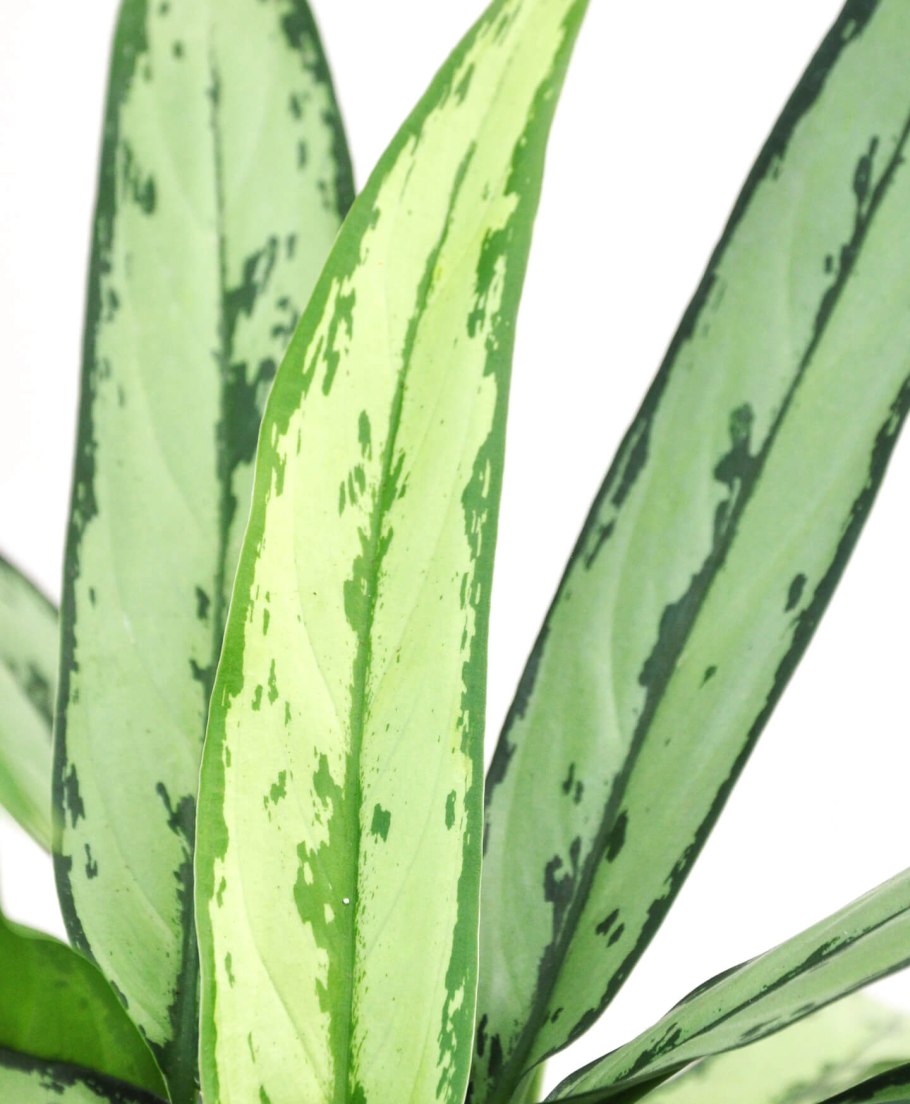 Аглаонема Сиам парагон