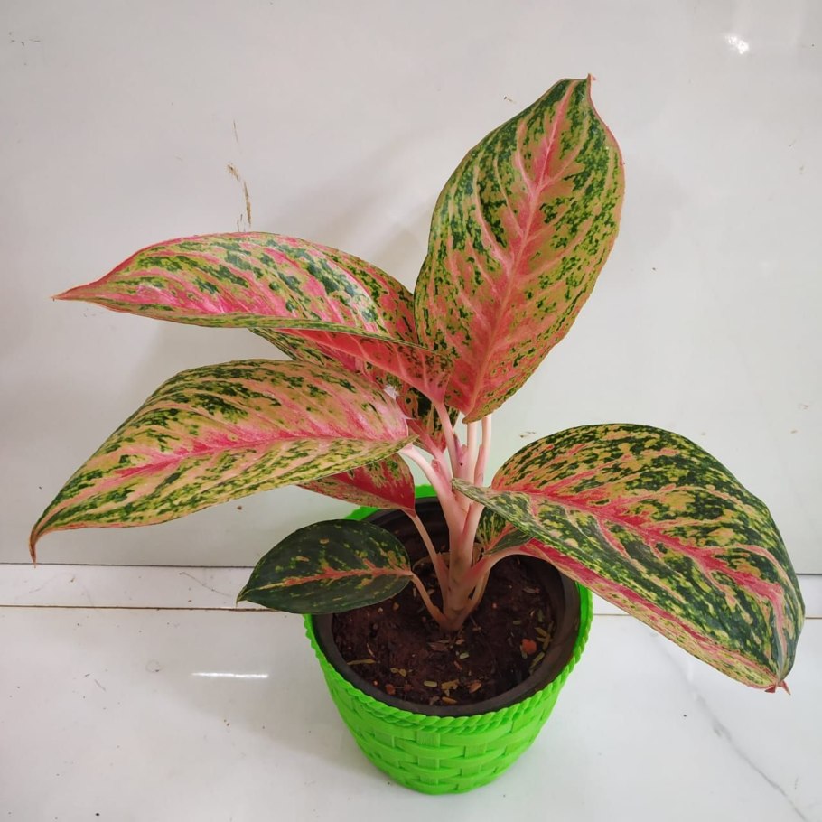 Аглаонема Эвергрин