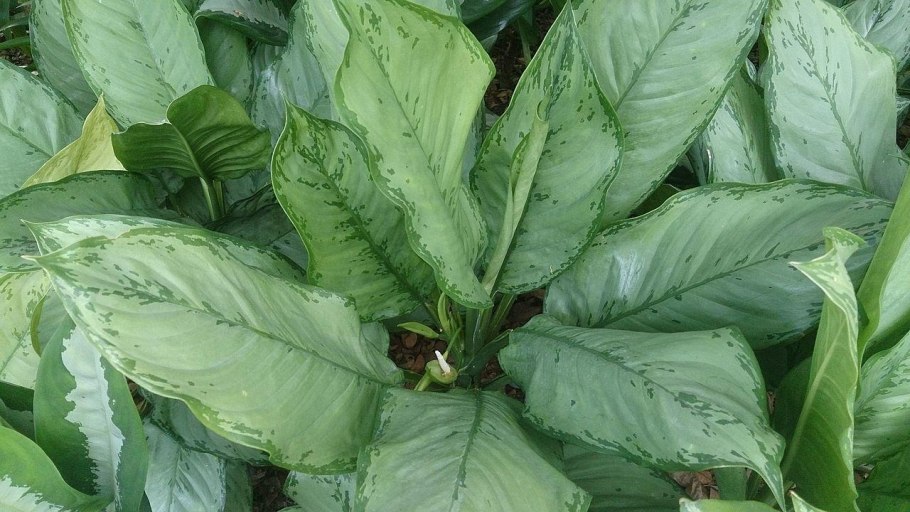 Aglaonema commutatum