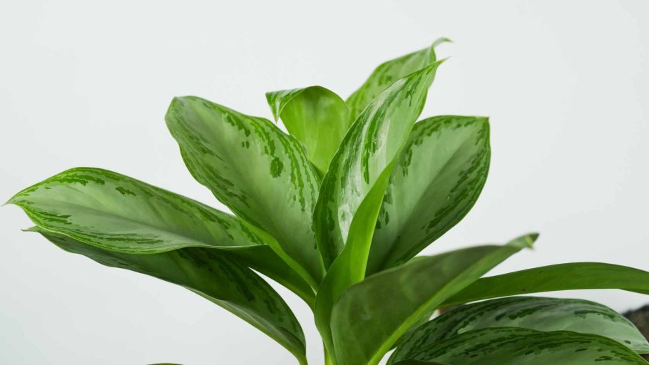 Аглаонема Aglaonema commutatum