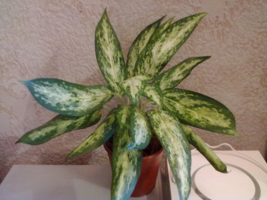 Аглаонема ложноприцветниковая pseudobracteatum