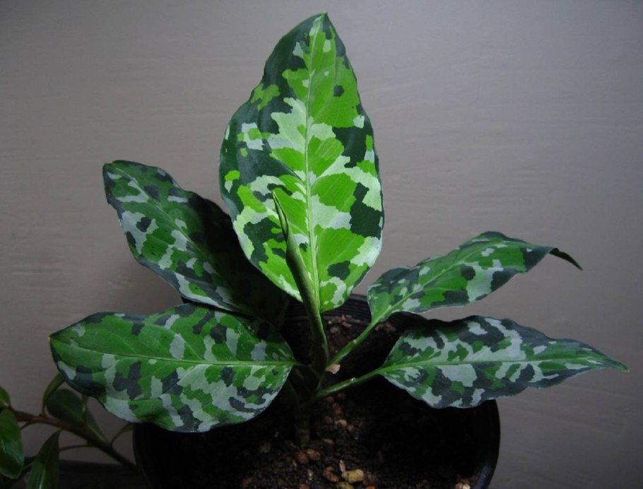 Аглаонема ложноприцветниковая pseudobracteatum