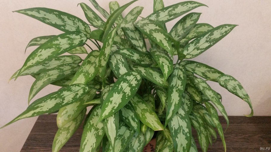 Аглаонема treubii