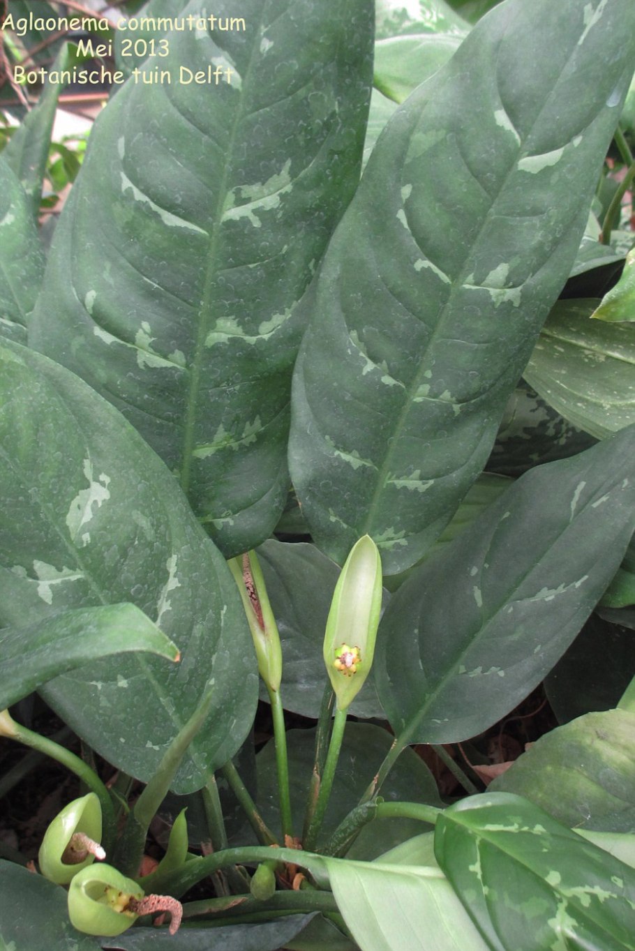 Аглаонема Индиана Квин