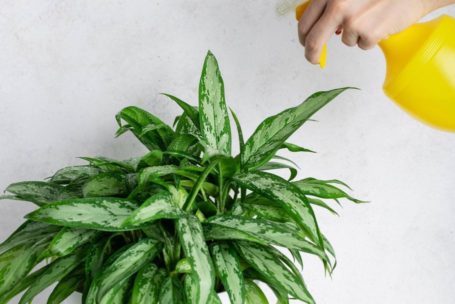 Аглаонема Aglaonema commutatum