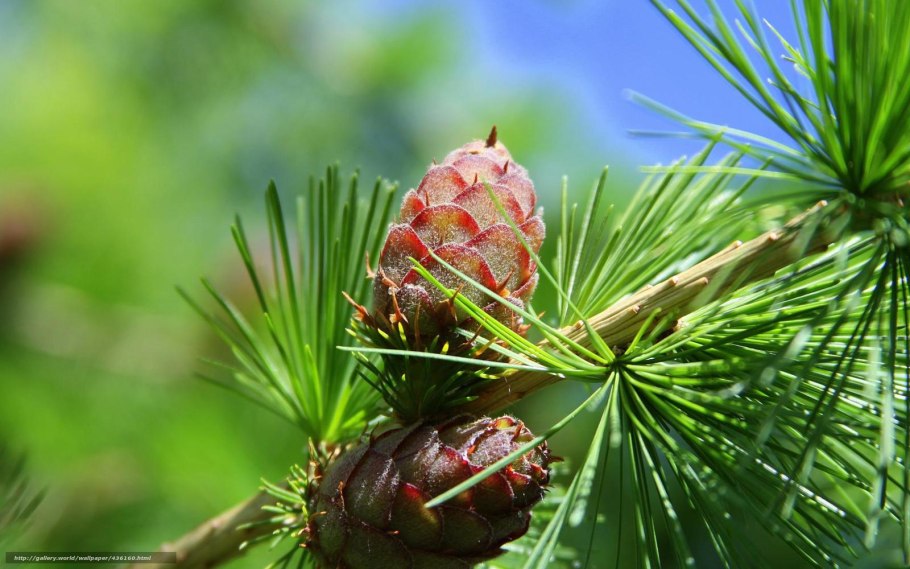 Хвоинки дерева сосна Кедровая