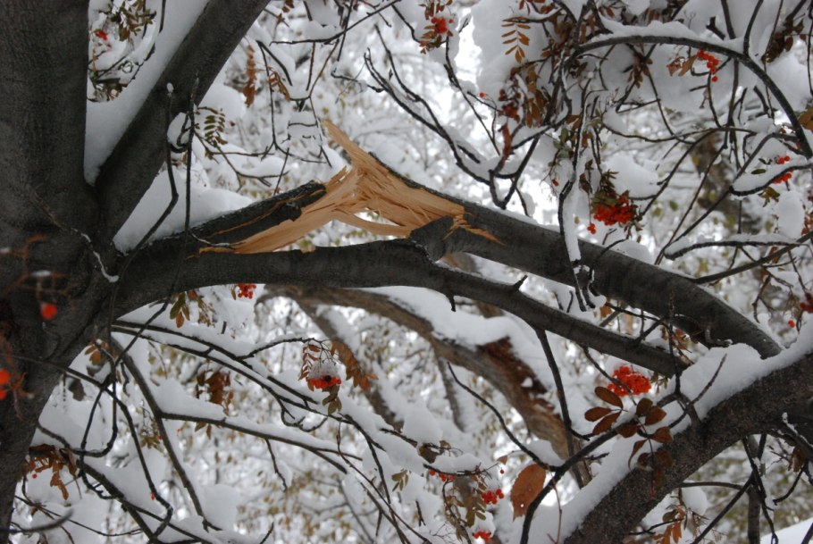 Сломанное дерево