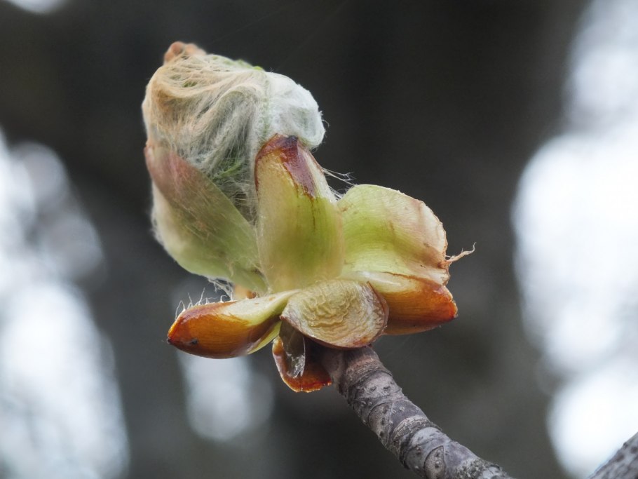 Почки конского каштана