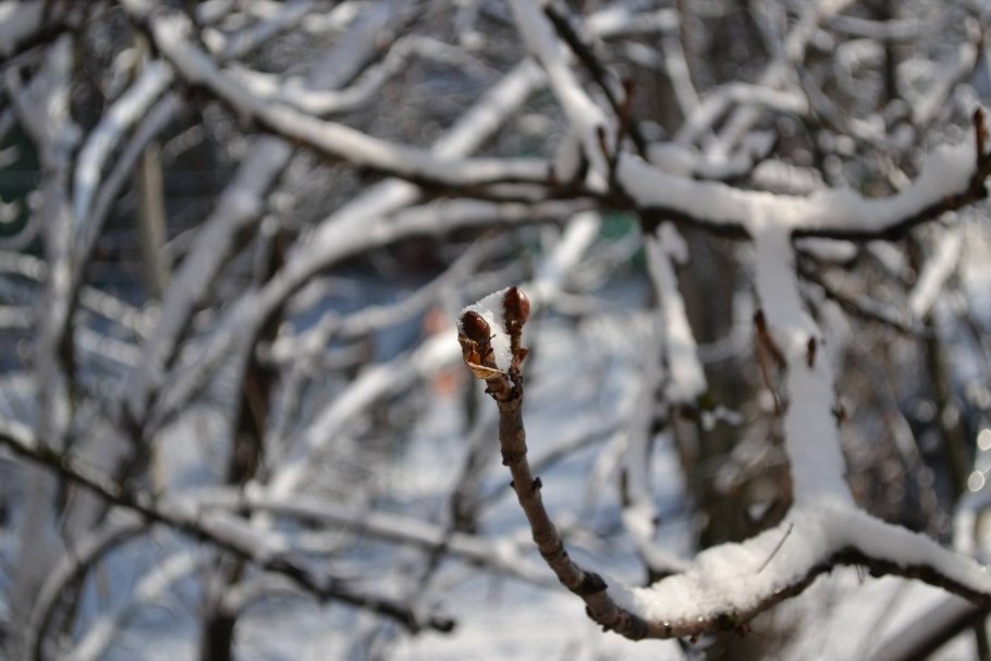 Каштан дерево зимой