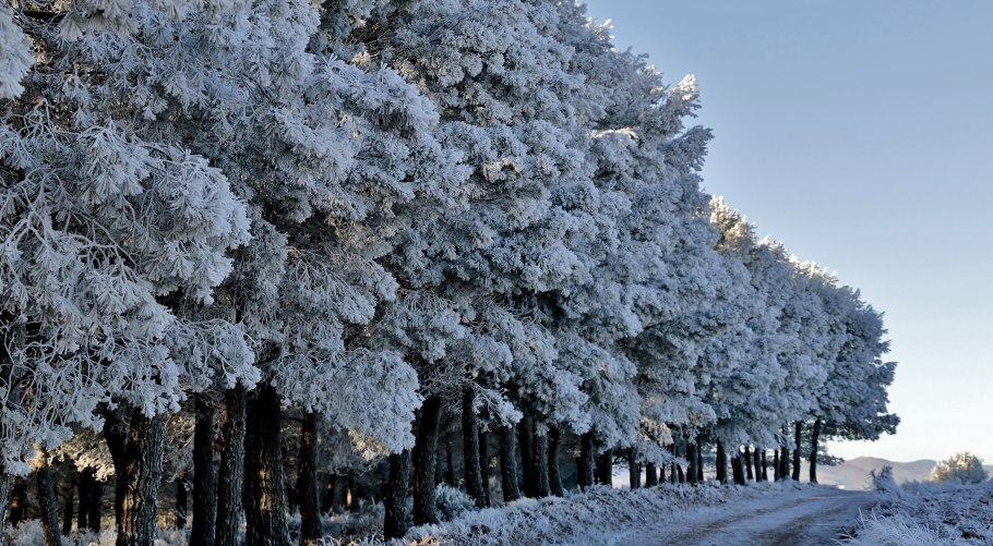 Деревья покрытые снегом