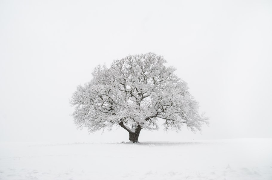 Деревья в снегу