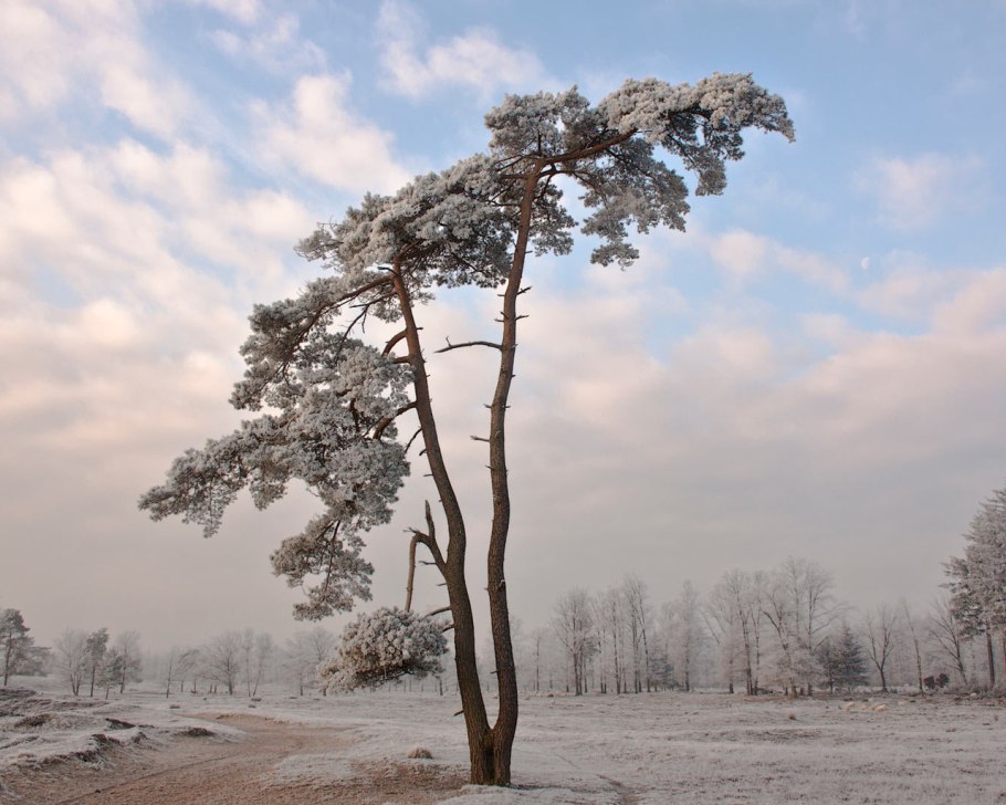 Акация дерево зимой