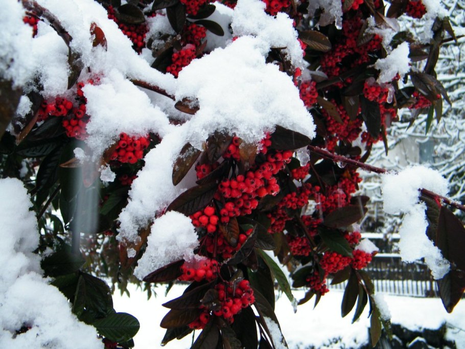 Рябина в зимнем лесу