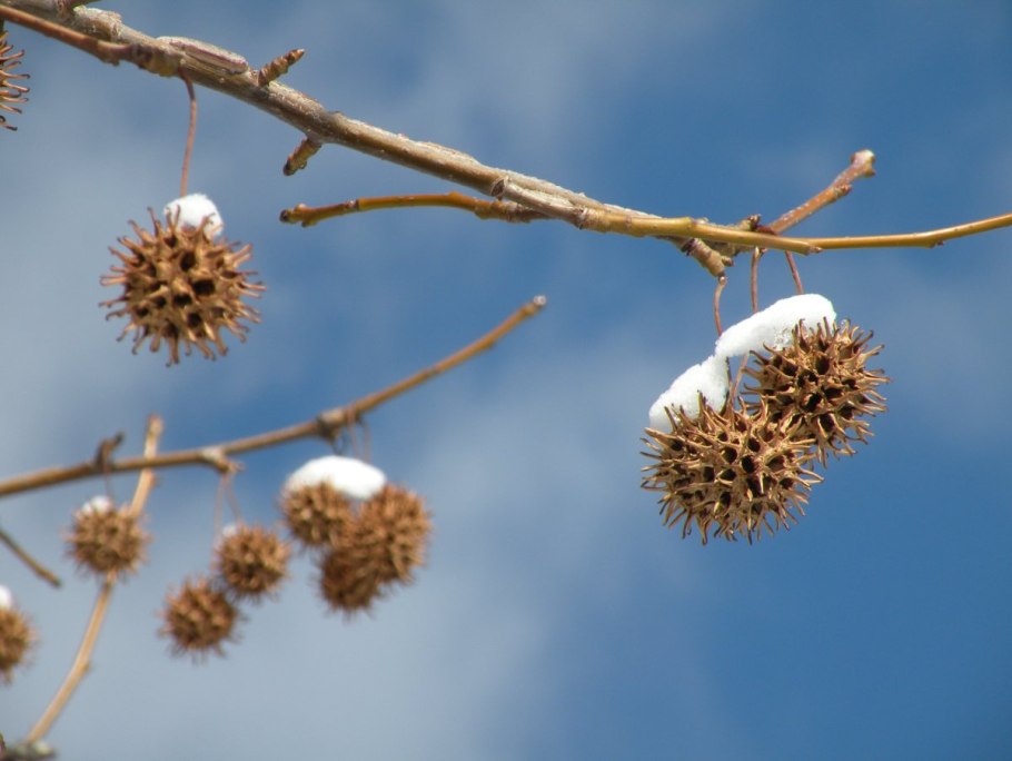 Платан дерево зимой