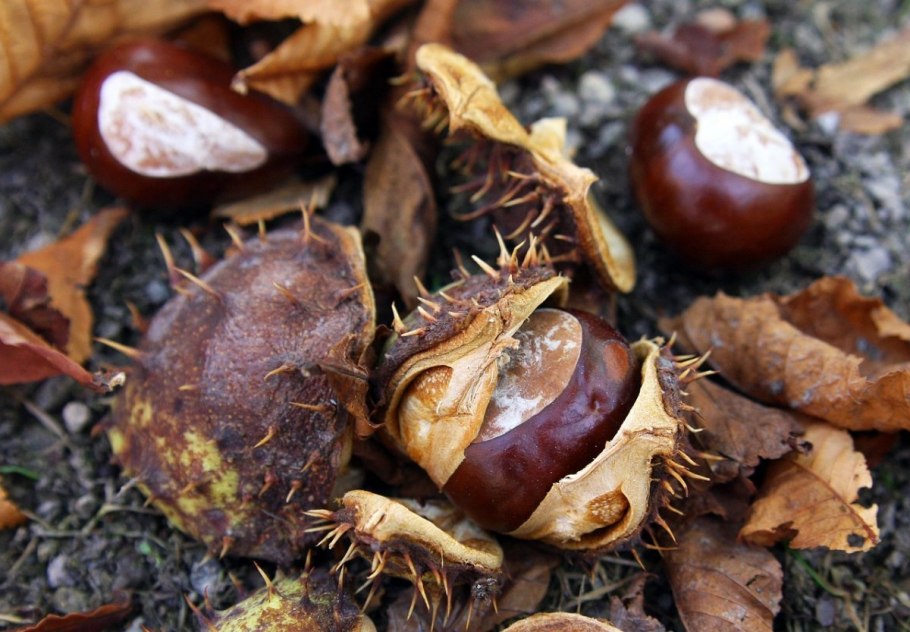 Конский каштан осенью