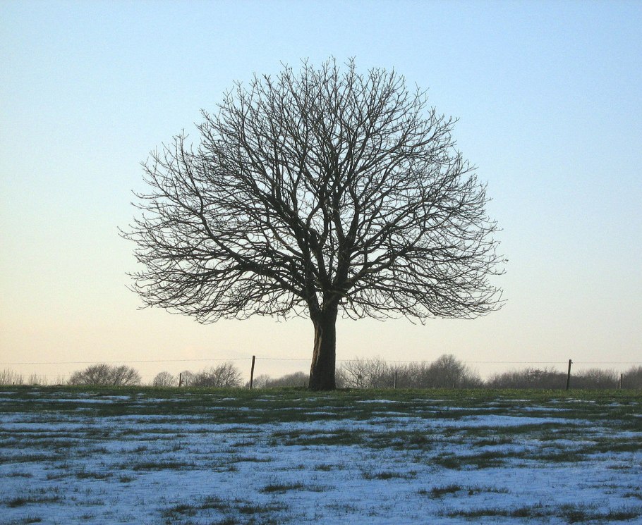 Каштан зимой