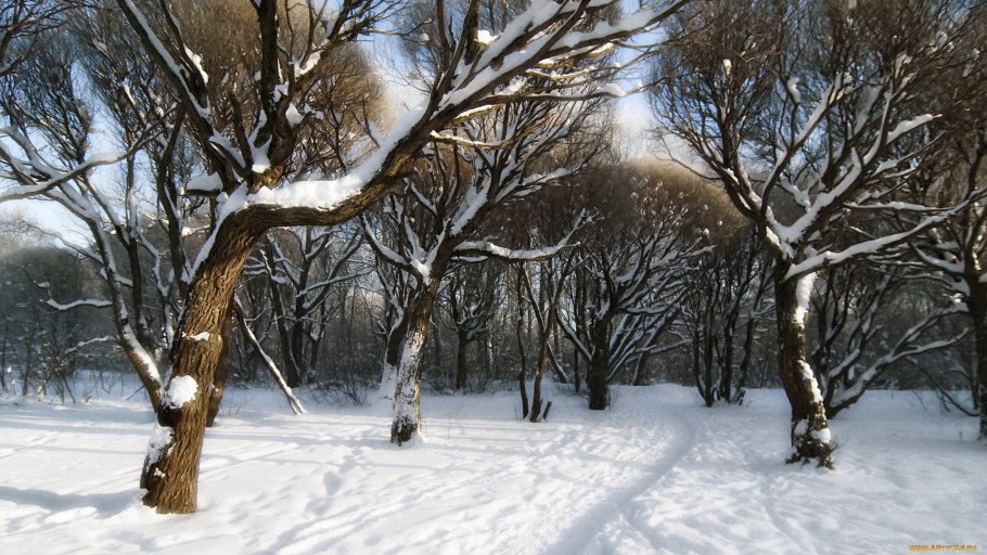 Деревья зимой