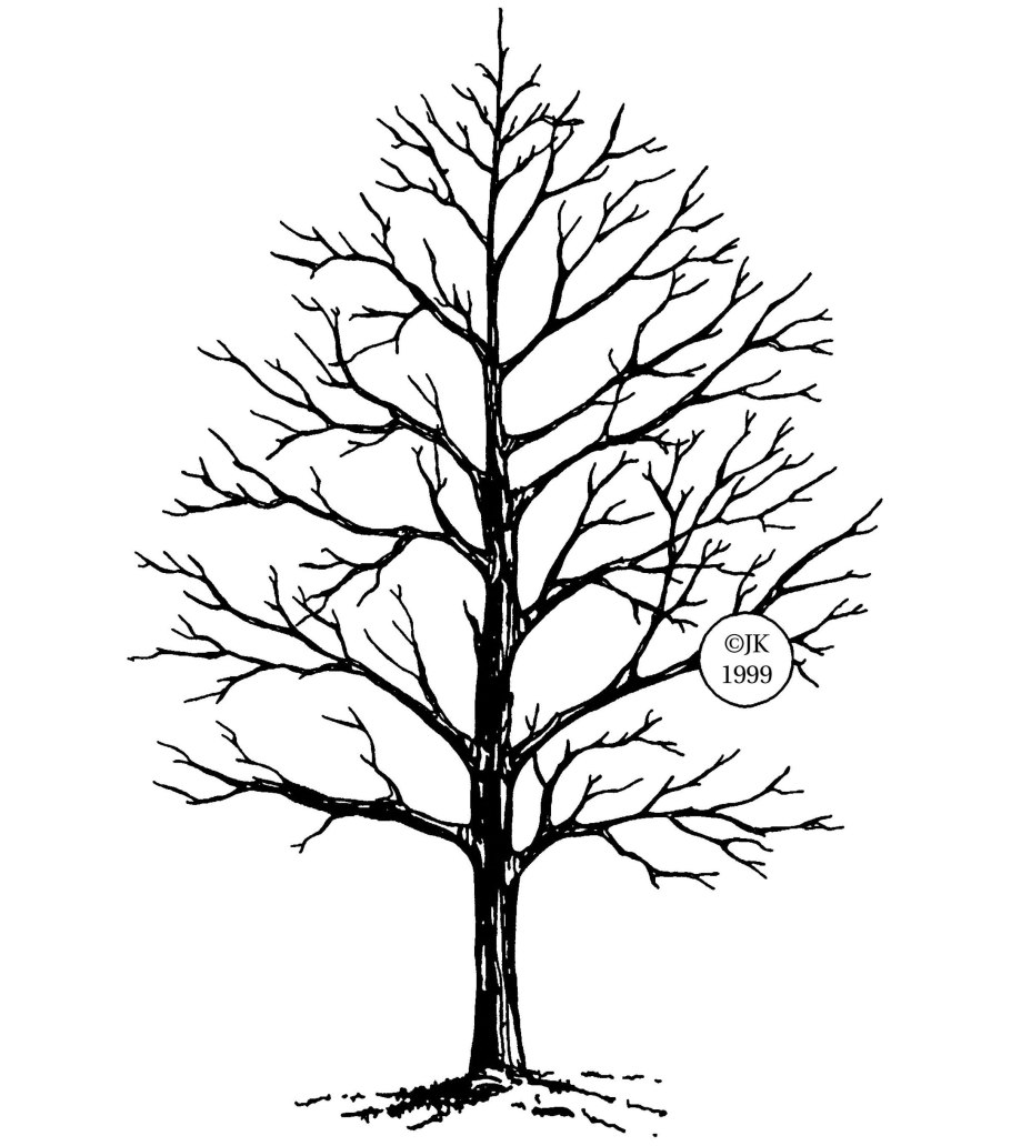 Красивое дерево без листьев