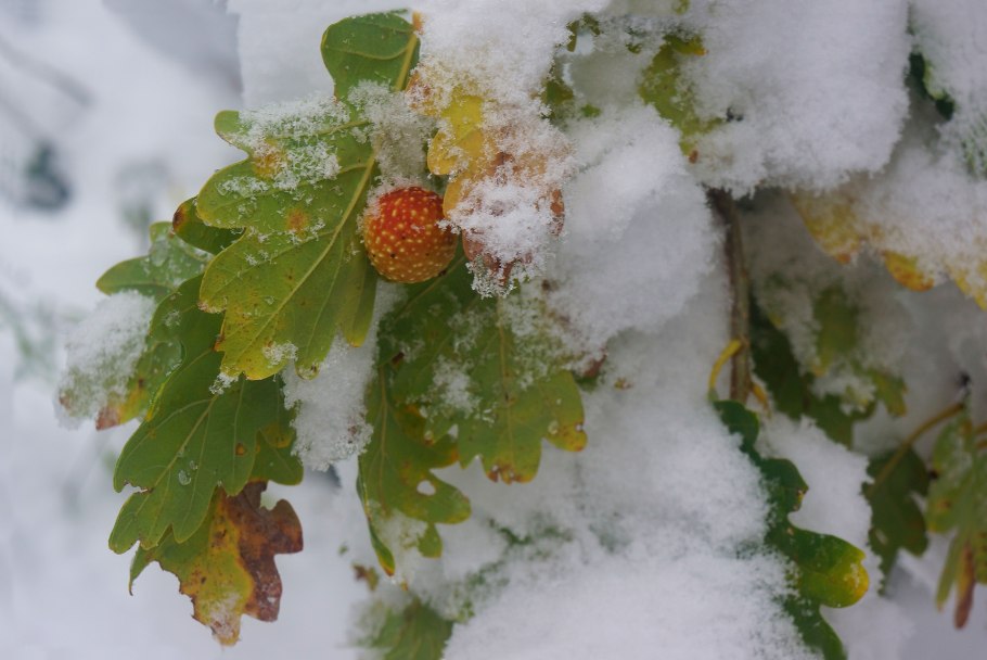 Поздняя осень снег