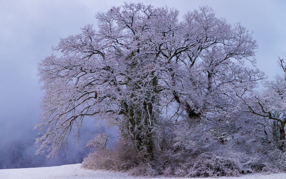 Зимний дуб