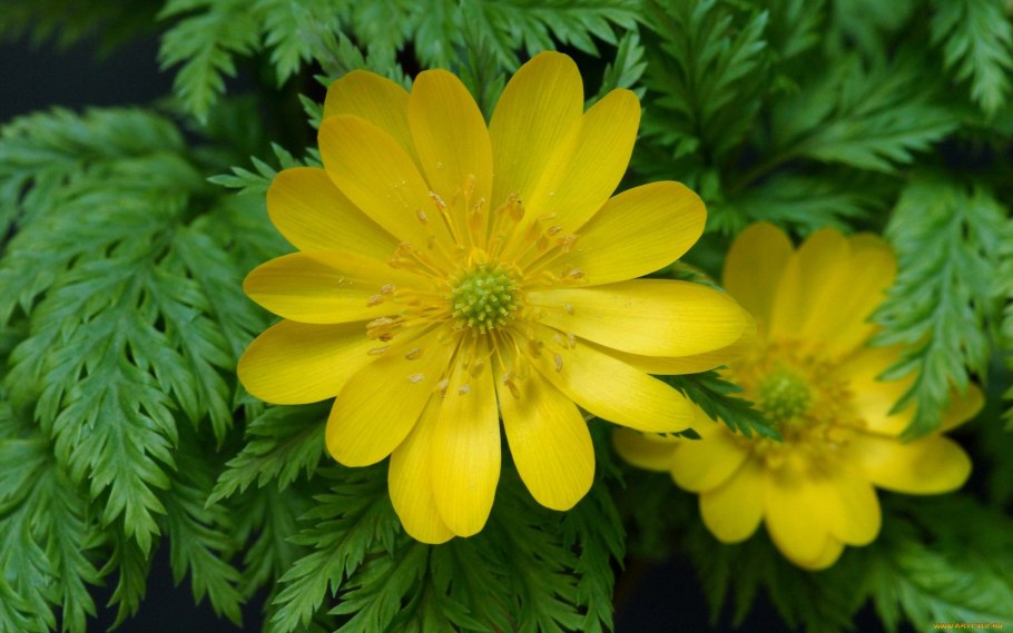Горицвет весенний (адонис весенний, Стародубка, Adonis vernalis)